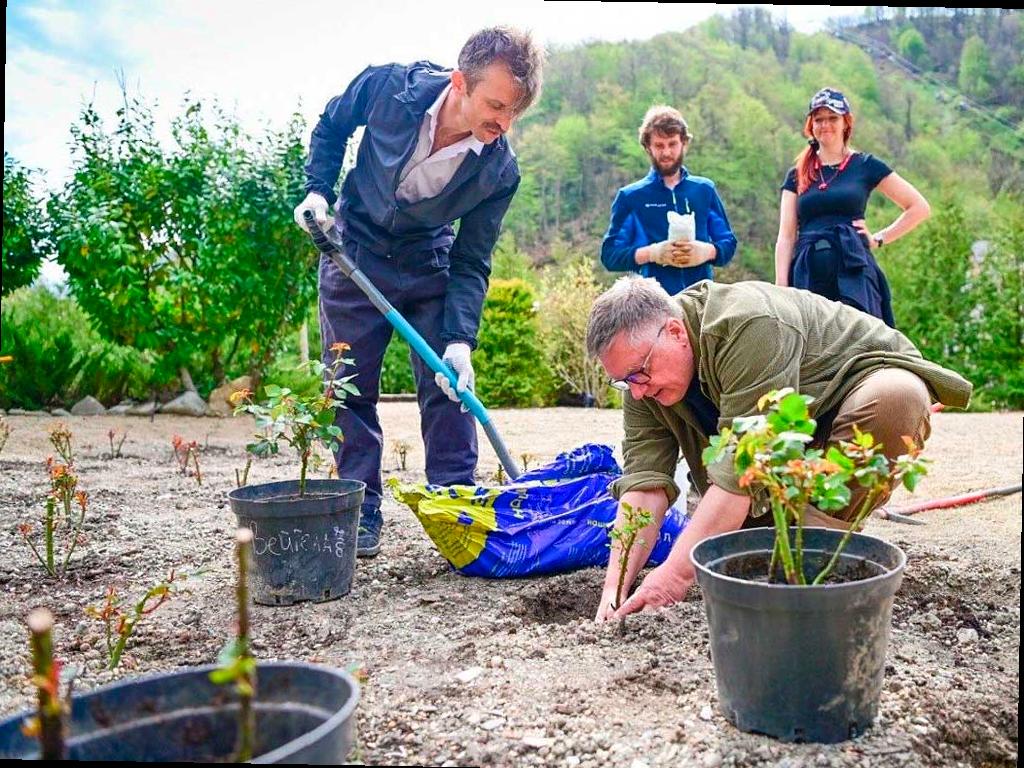 Новый сорт розы «Курорт «Роза Хутор»» в честь горного курорта