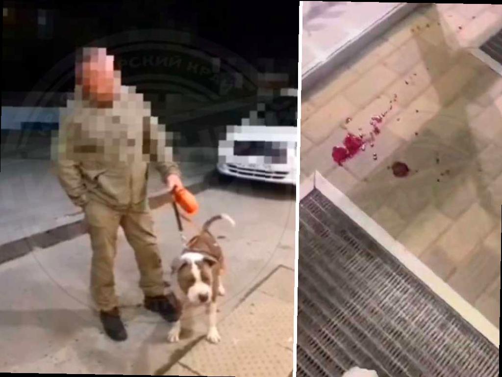 В Сочи мужчина привлек внимание своим поведением по отношению к бездомному псу