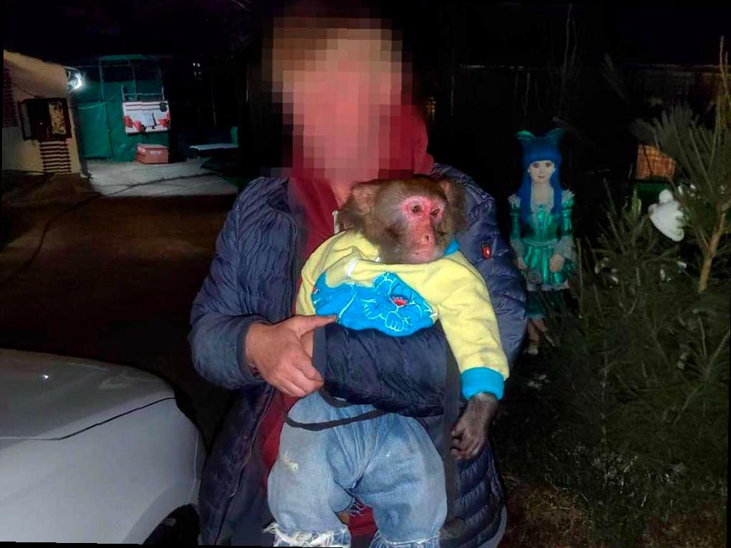 Сочи готовится к избавлению от фотографов-живодеров