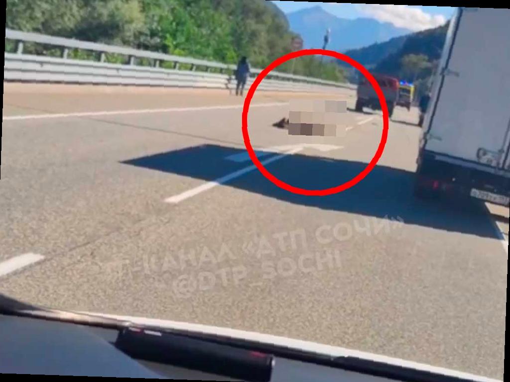 Водителю, сбившему медвежонка на трассе в Сочи, грозит штраф