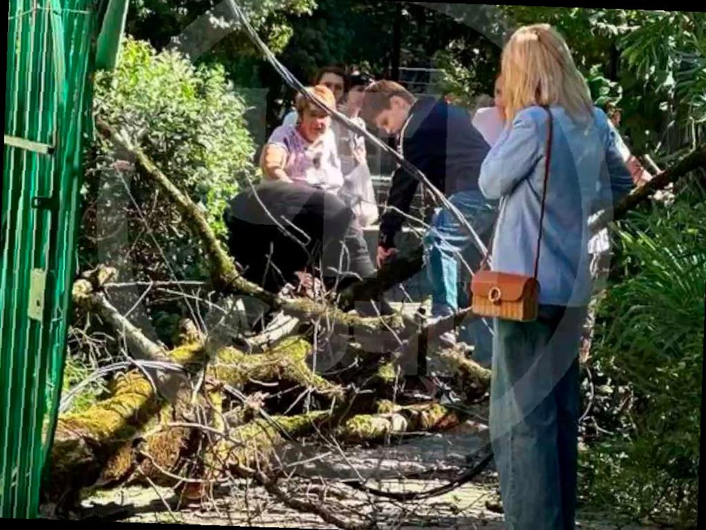 Женщина из Сочи чуть не пострадала от падающего дерева