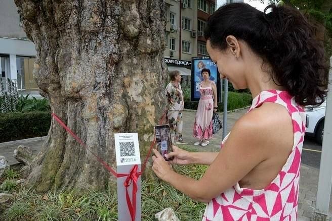 Три столетних дерева-патриарха с QR-кодами внесены в реестр Сочи
